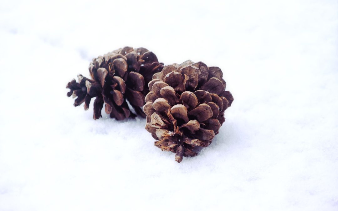 Naturally a Holiday Favourite